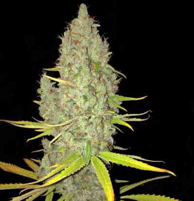 Chicle AKA Bubbledawg > TH Seeds | Feminisierte Hanfsamen  |  Indica